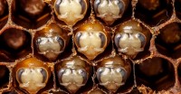 Les trois premières semaines de la vie d’une abeille en 60 secondes