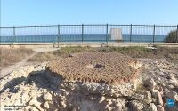 Tunisie : Le Tsunami a frappé Nabeul et a englouti Néapolis, la cité carthaginoise déjà bannie de l’Histoire